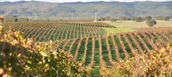 Cortes de Cima Vineyard