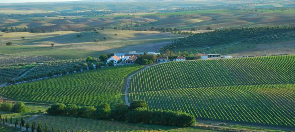 Cortes-de-Cima-winery