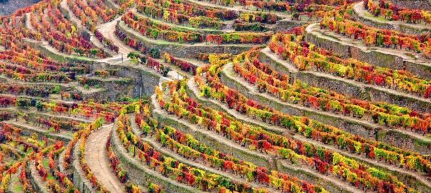 Douro valley Pinhao