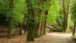 Buçaco Forest